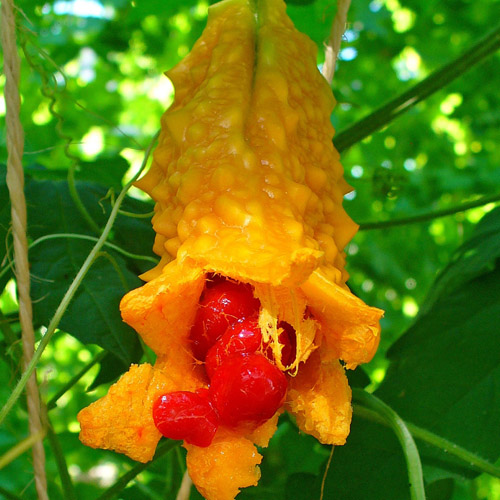 Balsam pear (Momordica charantia) 5 grains