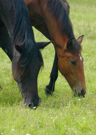 Grass seed Horsepower delicacy mix 25 kg