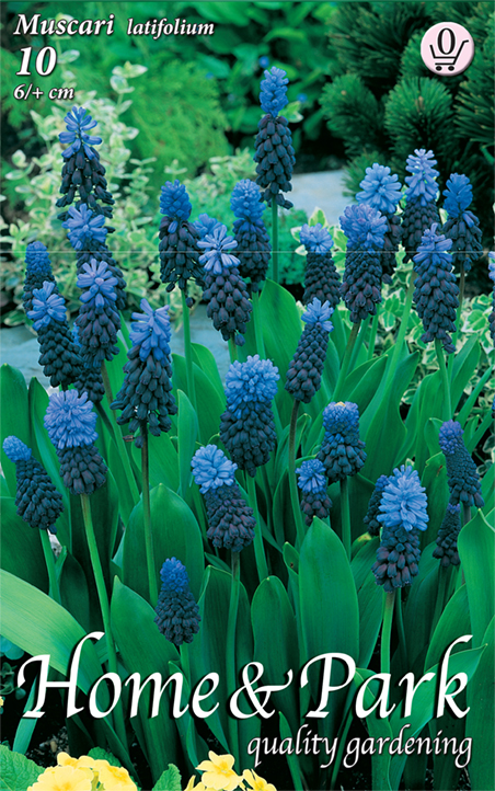 Flower Bulb Pearl (Muscari latifolium) 10 pcs Garden Seed