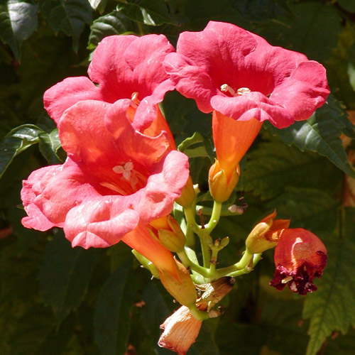 Trombita folyondár (Campsis radicans) 5 szem