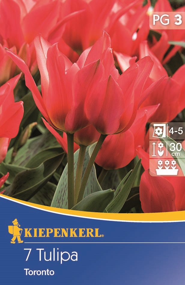 Tulipánhagyma Greigii, Kiepenkerl Toronto 7 db