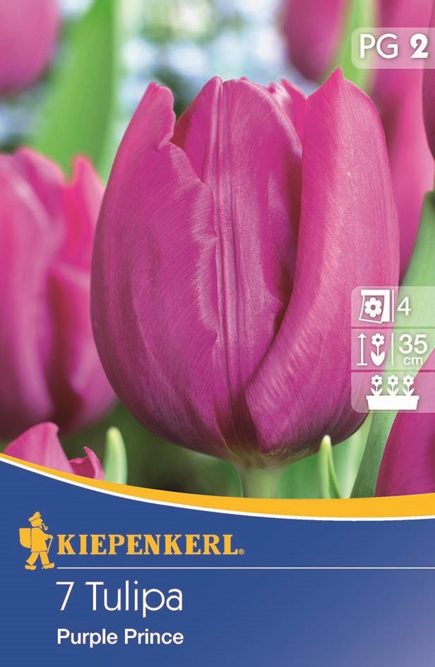 Tulipánhagyma korai, Kiepenkerl Purple Prince 7 db