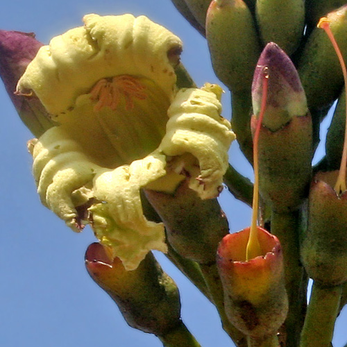 Demoklesz fája (Oroxylum indicum) 5 szem