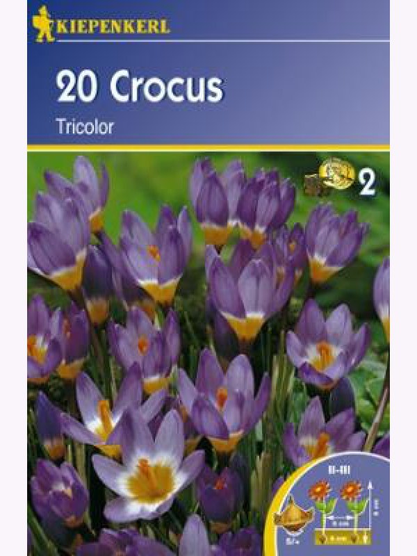 Crocus bulbs botanical, Kiepenkerl Tricolor 20 pcs