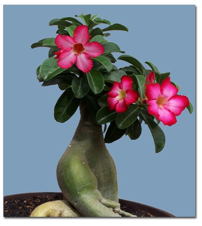 Bottle tree (Adenium obesum) 5 grains