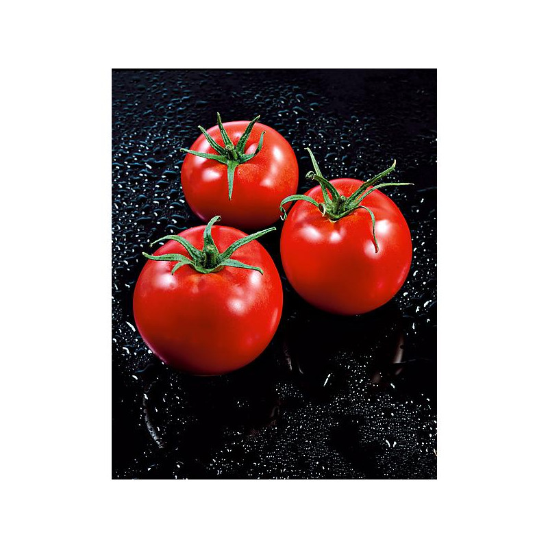 Tomato mix 6-pack of seedlings