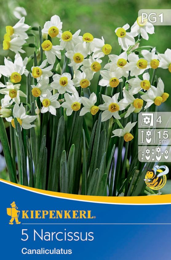 Bulb Botanika daffodil Canaliculatus 5 pcs Kiepenkerl