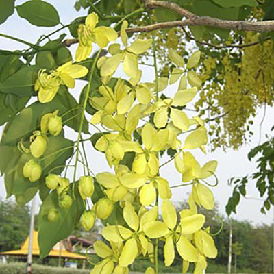 Indian Senna (Cassia fistula) 5 seeds
