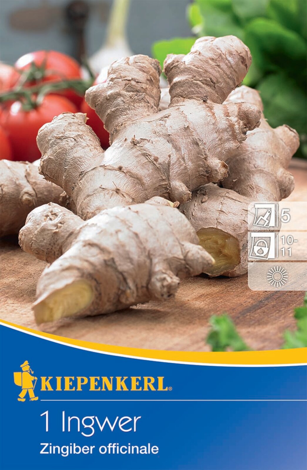 Ginger tuber Kiepenkerl 1 piece