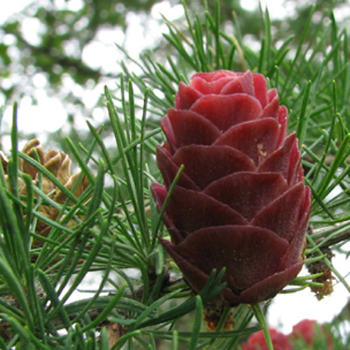 Szibériai vörösfenyő (Larix sibrica) 5 szem