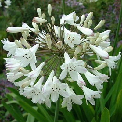 Korai fehér szerelemvirág (Agapanthus praecox Alba) 5 szem