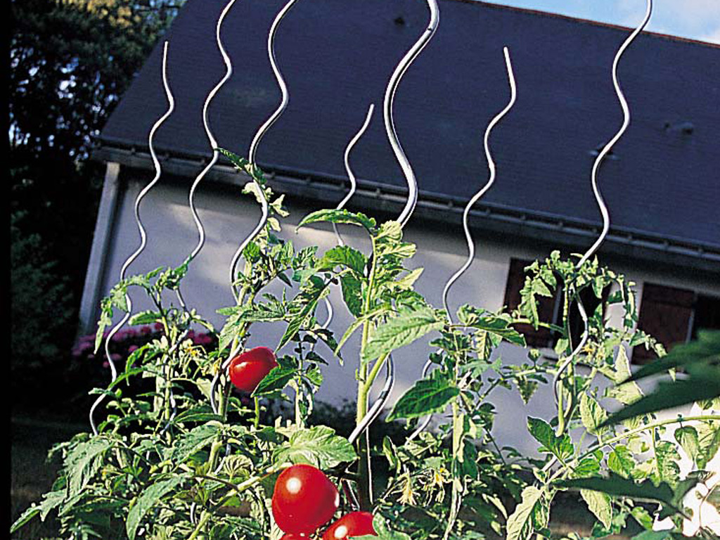 Spiral tomato stake Tomato Spiral 1,8 m