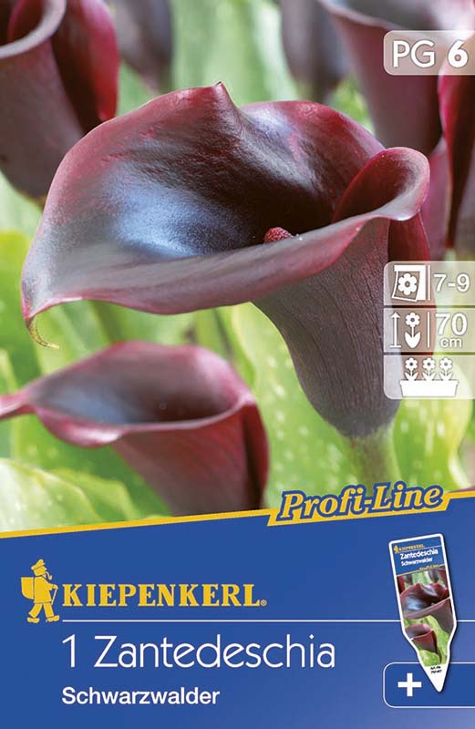 Virághagyma Calla (fekete) 1 db