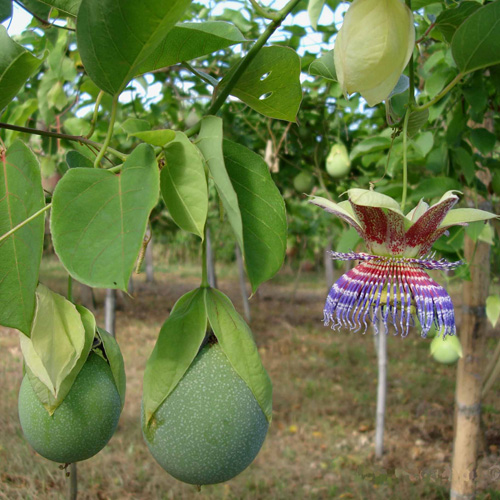 Sweet lovage (Passiflora maliformis) 5 seeds