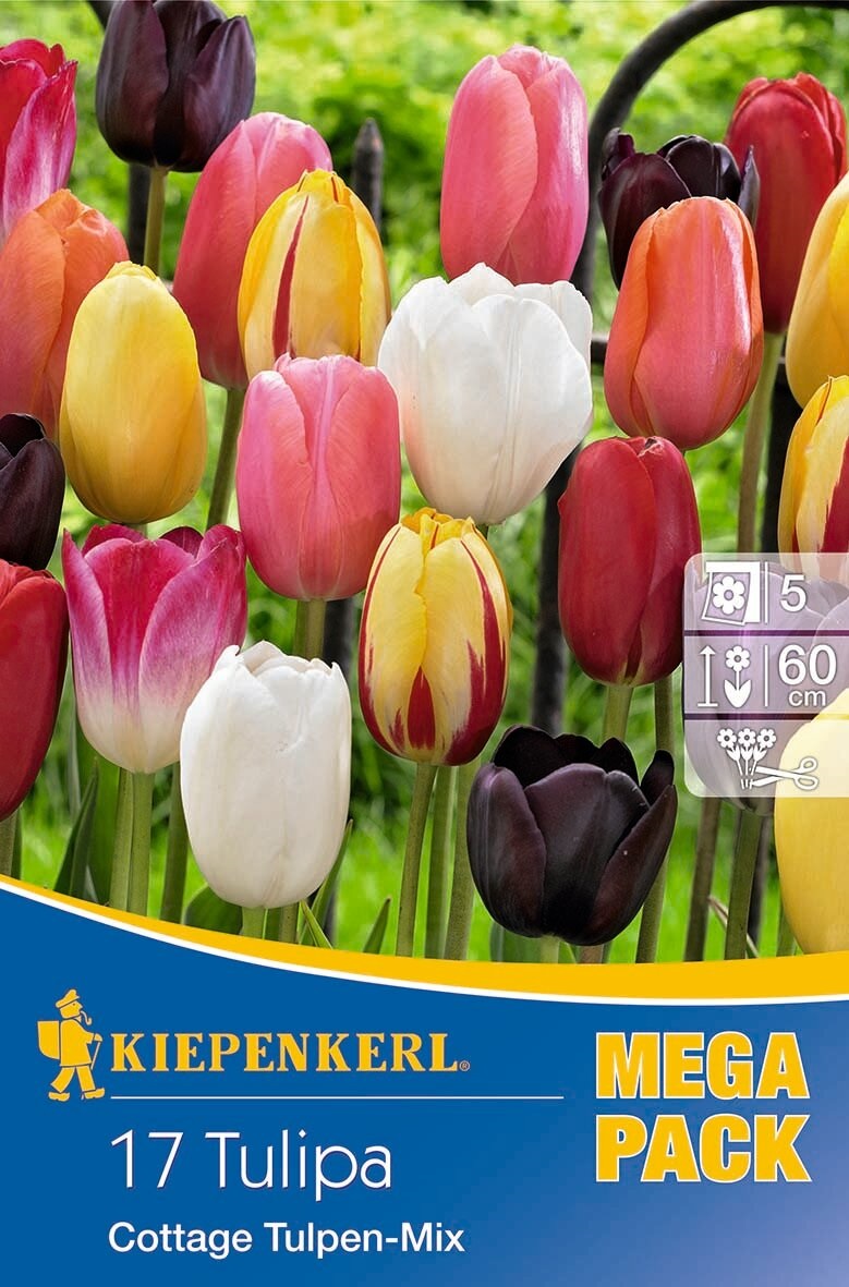Virághagyma Tulipán Mega Pack Cottage Mix 15 db Kiepenkerl