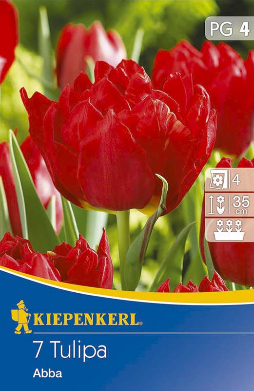 Tulipánhagyma telt, Kiepenkerl Abba 7 db