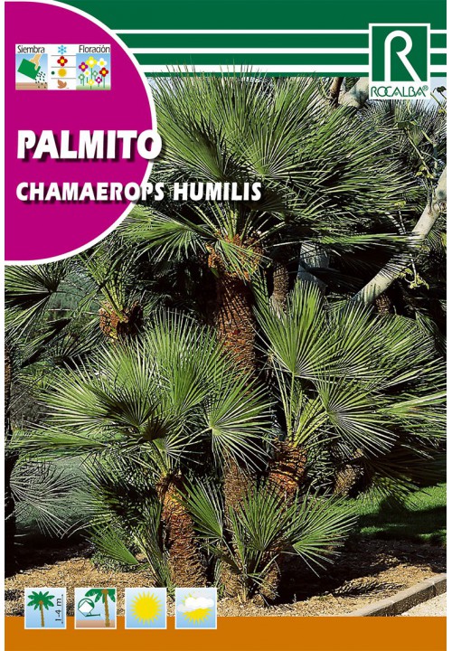 Horsehair Palm (Chamaerops humilis) Rocalba