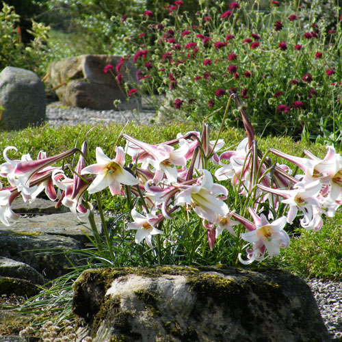 Lily (Lilium formosanum) 5 seeds