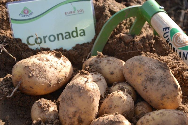 Potato seed tuber Lower Carb "Coronada" 50 pcs