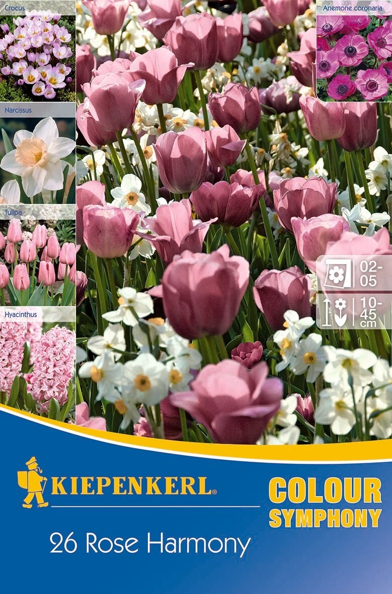 Virághagyma Colour Symphony Mega Pack Rose Harmony  26 db Kiepenkerl