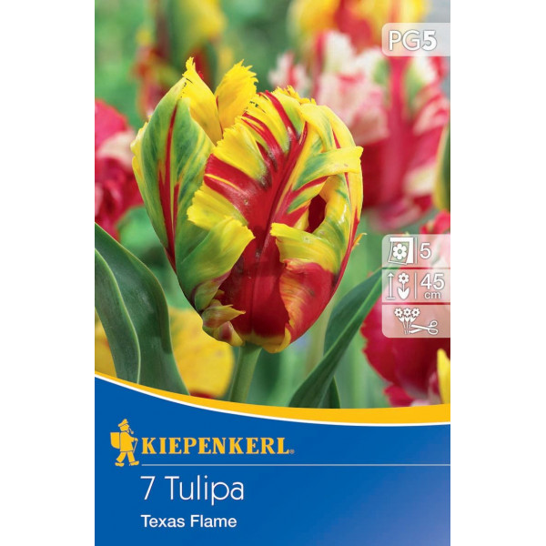 Flower bulb Tulip (parrot flower) Texas Flame Kiepenkerl 7 pcs