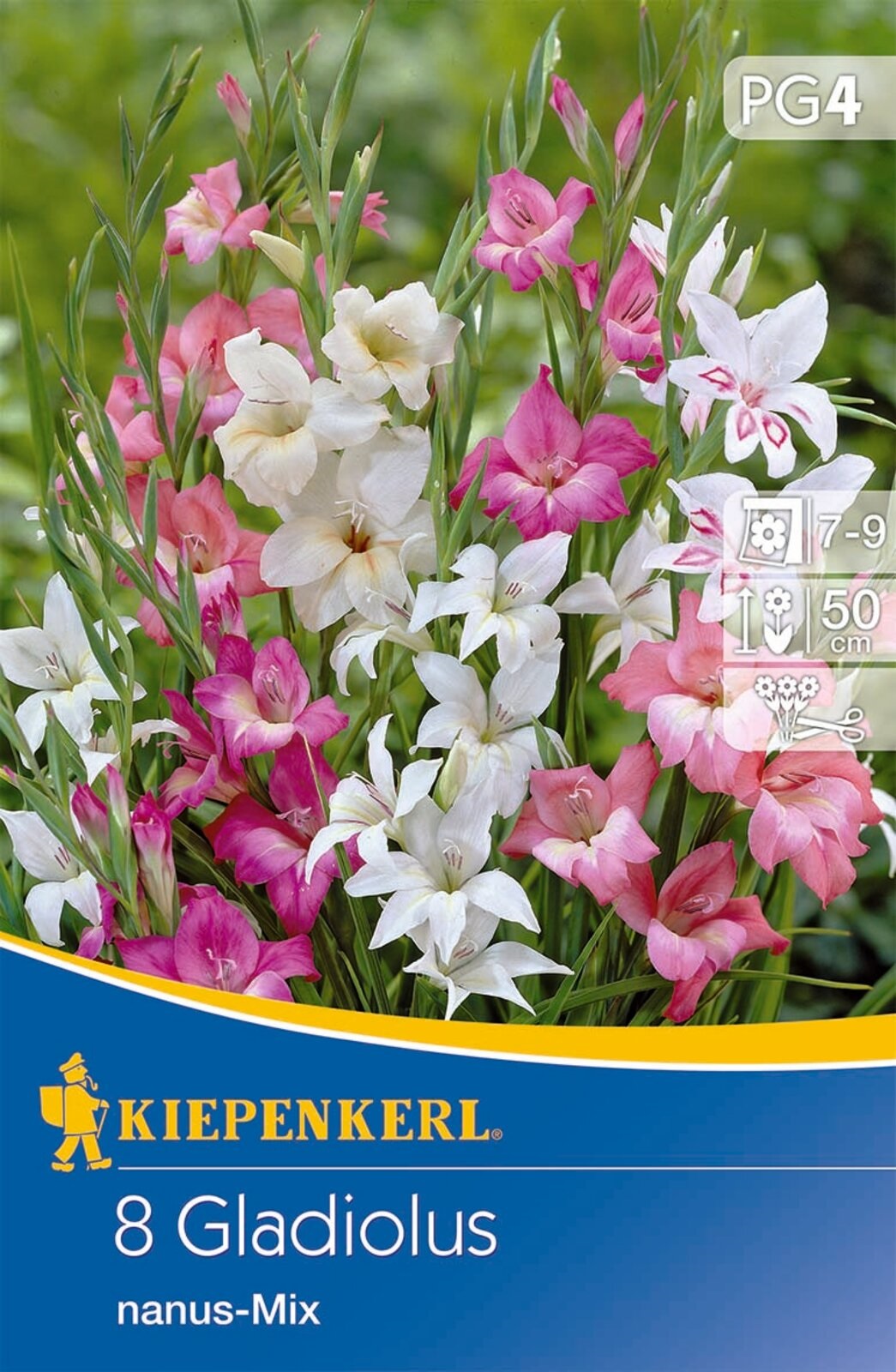 Virághagyma Mini kardvirág Gladiolus Nanus-Mix Kiepenkerl 8 db