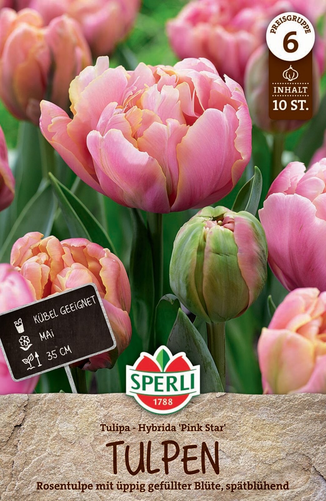 Flower Bulb Tulip Pink Star 10 pcs Sperli