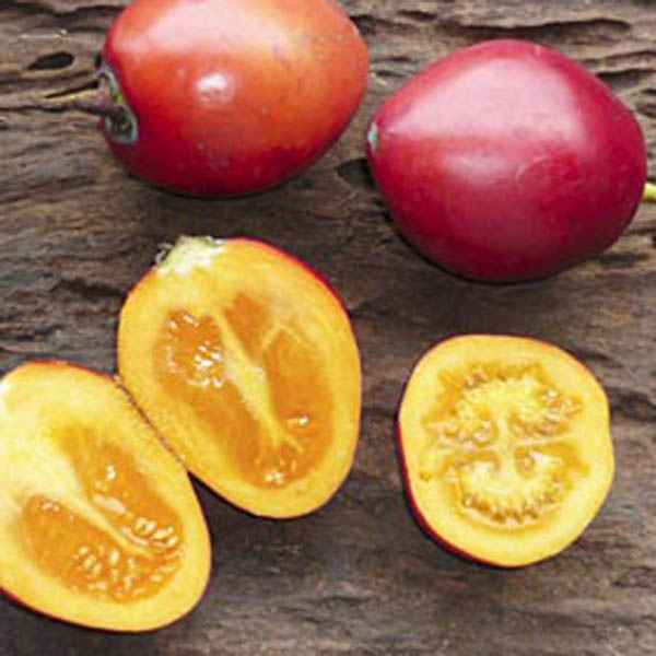 Tamarillo (Solanum betaceum) 5 grains