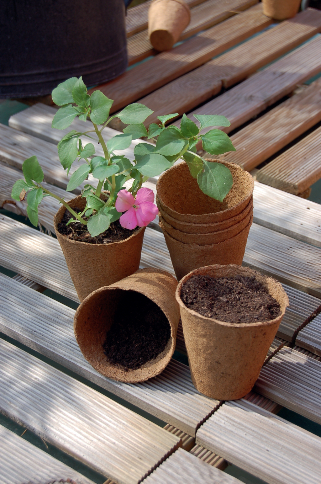 Peat pots "Growing Pots" 6 cm diameter 24 pcs