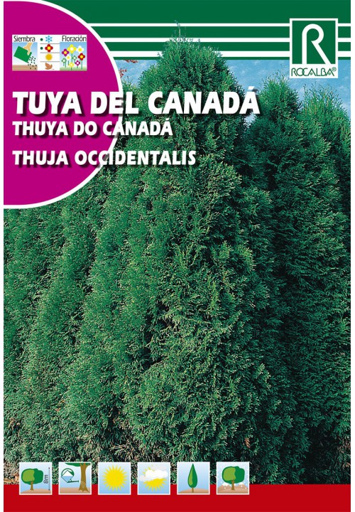 Nyugati tuja (Thuja Occidentalis) 0,5g Rocalba