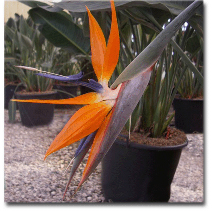 Orange Parrot Flower (Strelitzia reginae) 5 seeds