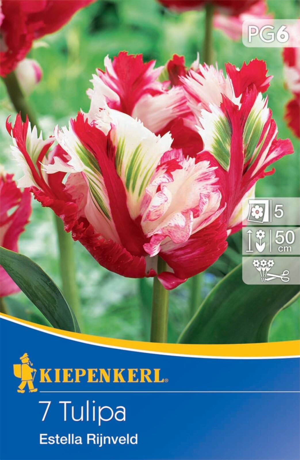 Virághagyma Tulipán papagájvirágú Estella Rijnveld 7 db Kiepenkerl