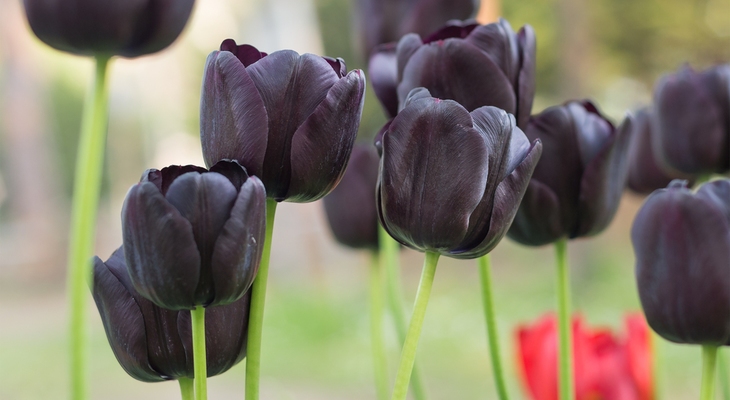 Virághagyma Tulipán kollekció 3x6 db fekete Rédei Kertimag