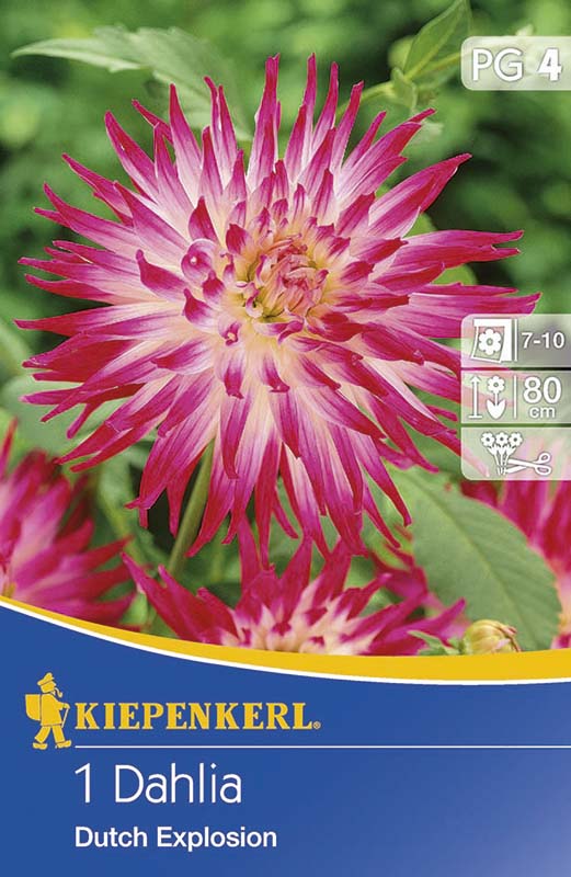 Flower bulb Dahlia Dutch Explosion 1 piece