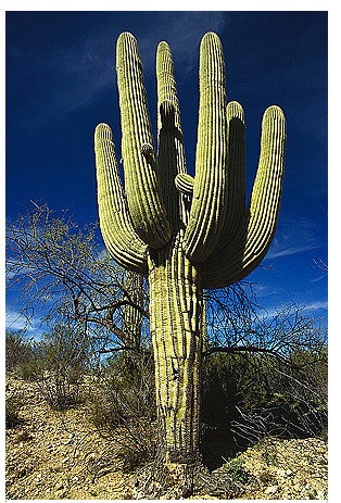 Saguro Cactus (Carnegiea gigantea) 5 seeds