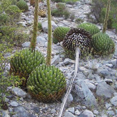 Királynői agave (Agave victoriae-reginae (Huasteca Canyon)) 5 szem