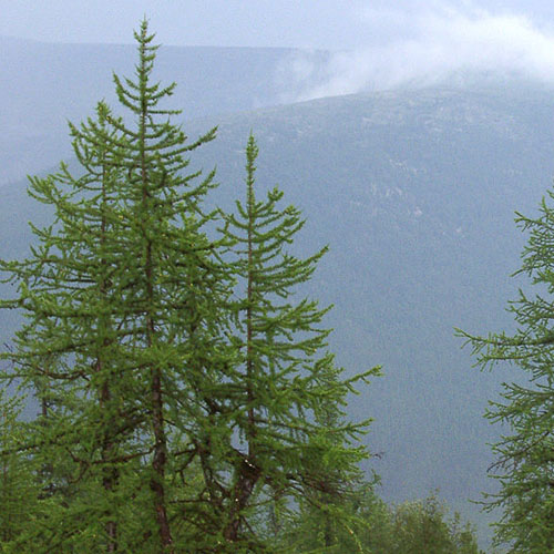 Szibériai vörösfenyő (Larix sibrica) 5 szem