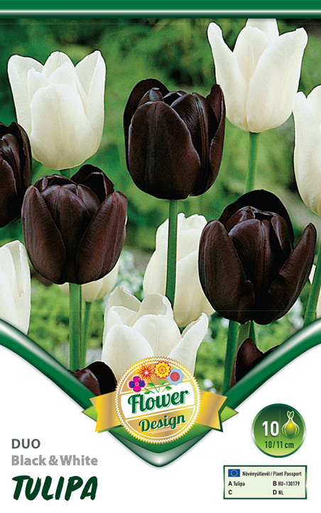 Flower Bulb Tulip Duo Black&amp;White 10 pcs Garden Seed