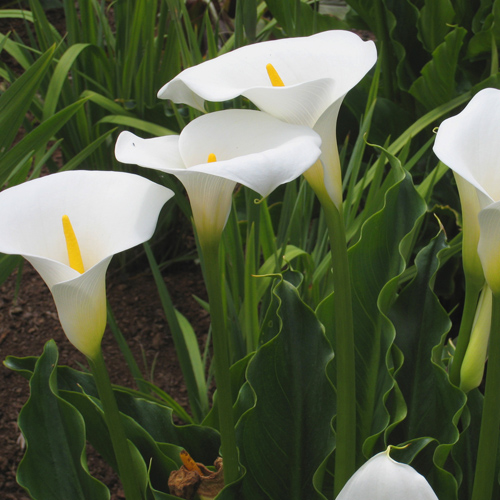 White calla lily (Zantedeschia aethiopica) 5 seeds