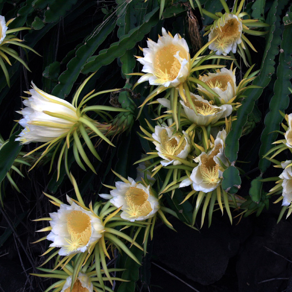 Hullámos kúszókaktusz (Hylocereus undatus) 5 szem