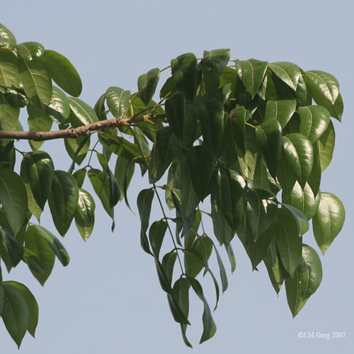 Mahogany (Swietenia mahogany) 5 grains