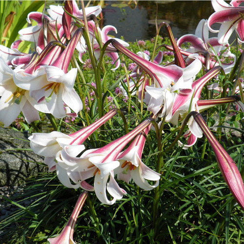 Lily (Lilium formosanum) 5 seeds