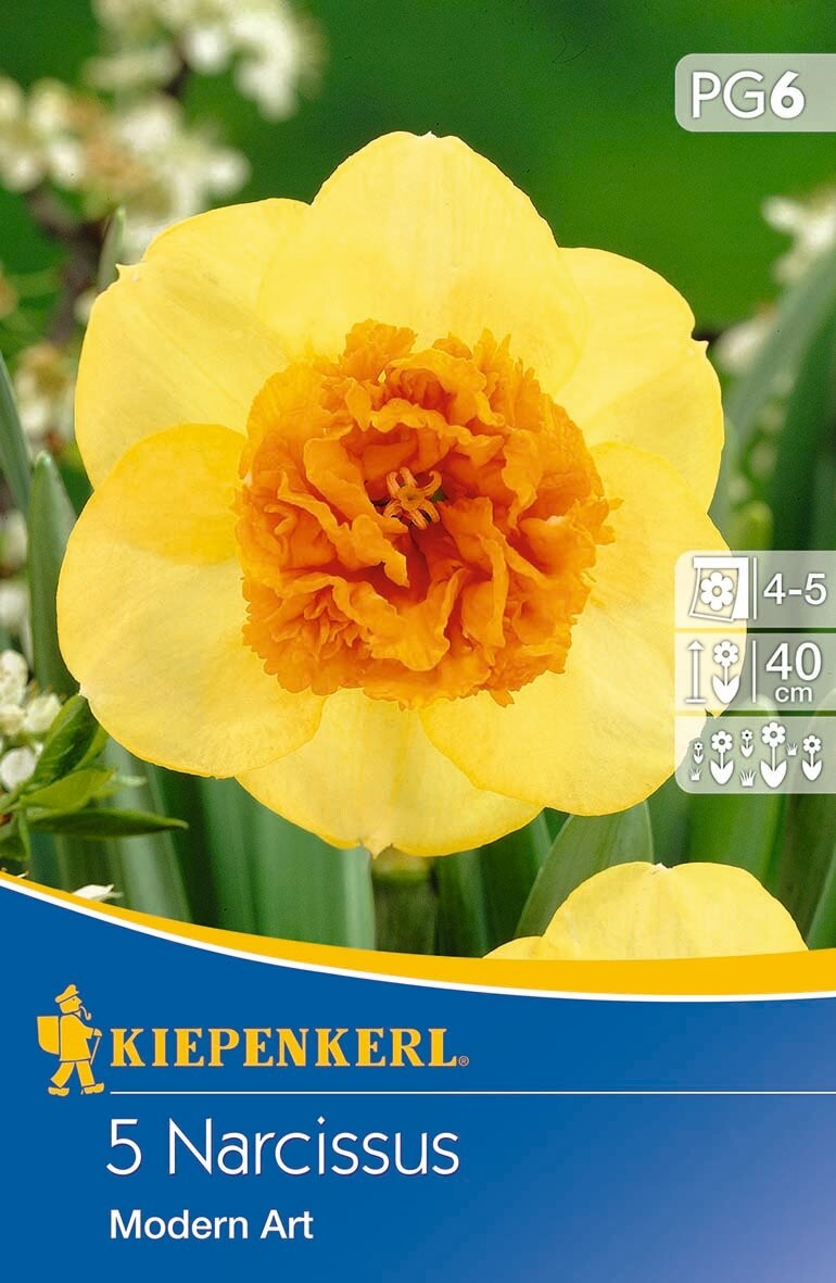 Bulbs Narcissus Modern Art 5 pcs Kiepenkerl