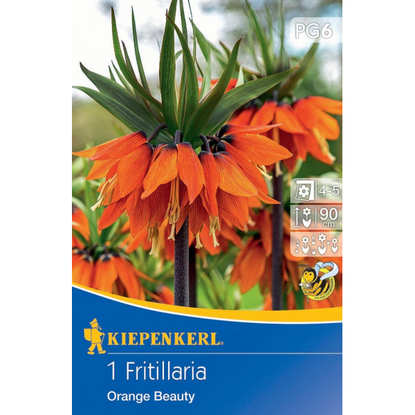 Virághagyma Fritillaria (császárkorona) Ornage beauty Kiepenkerl 1 db