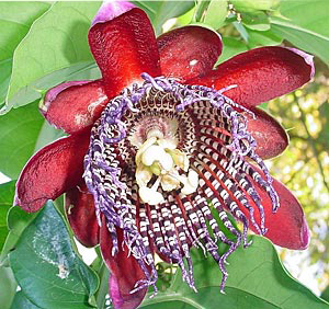 Giant passionflower (Passiflora quadrangularis) 5 seeds