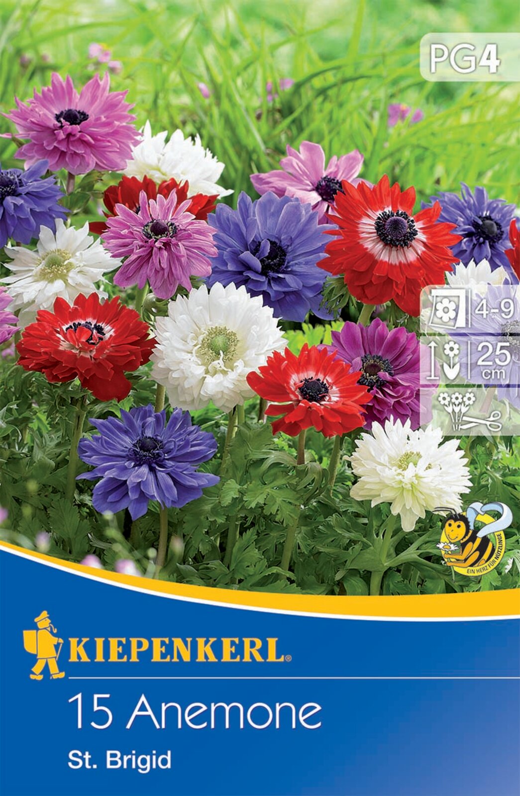 Flower bulb Anemone St. Brigid Kiepenkerl 15 pcs