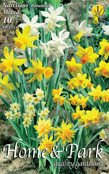 Bulb Daffodil Dwarf Daffodil colour mix 10 pcs Garden Seed from Rédei