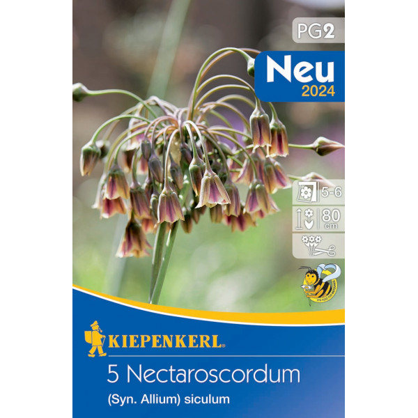 Flower bulb Sicilian honey garlic (Nectaroscordum) 5 pcs Kiepenkerl