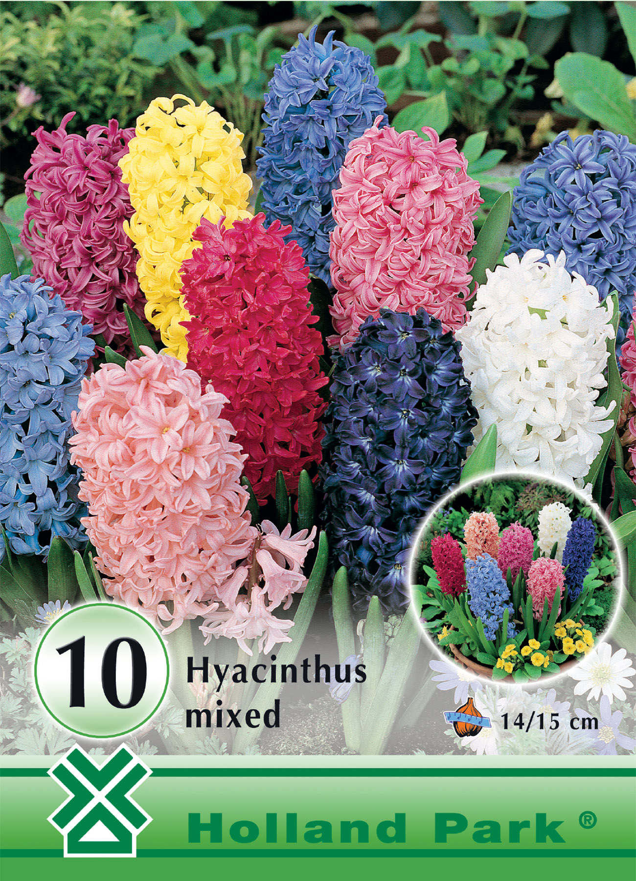 Flower Bulb Hyacinth colour mix 10 pcs Garden Seed from Rédei