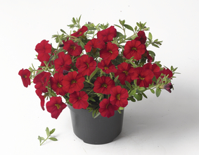 Petunia runner mix 6 seedling pack